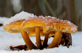 Zimske gljive